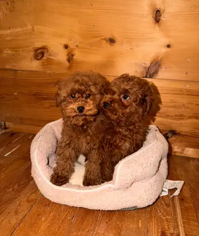 Hey there we have 2 dark red goldendoodle puppies males They are up to date on vaccines Dewormed As...