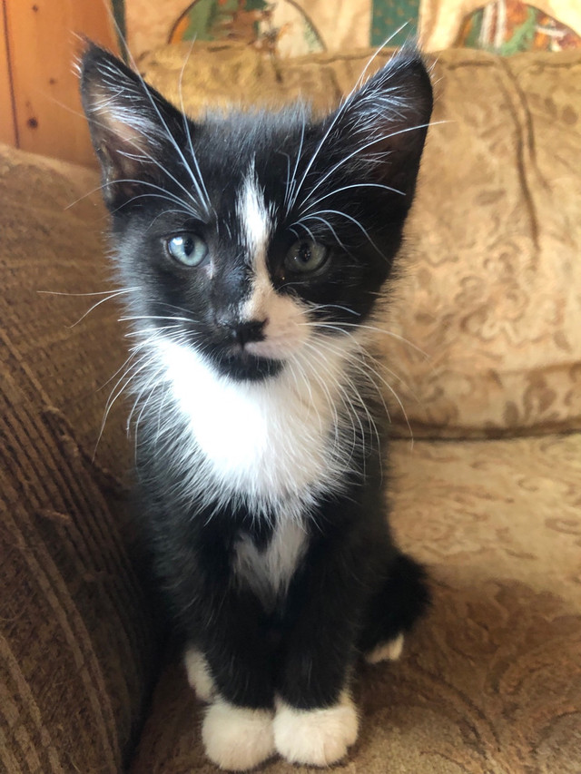 Kittens ready to go July 26 in Cats & Kittens for Rehoming in Fredericton - Image 3