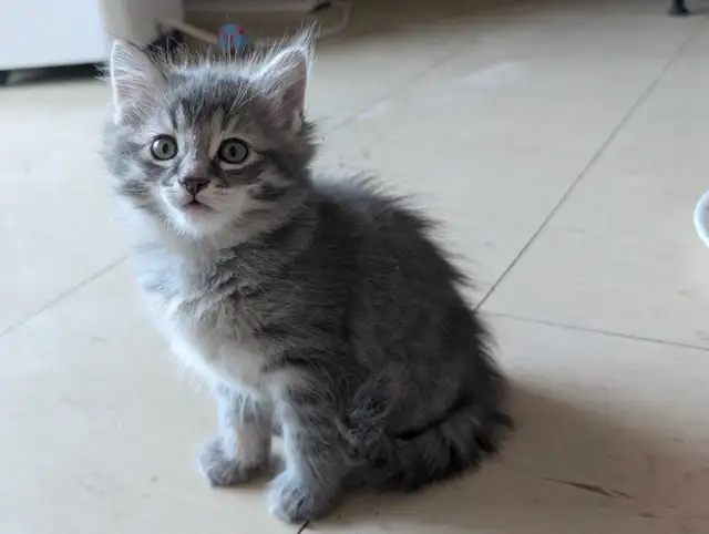 2 Siamese Maine coon mix kittens in Cats & Kittens for Rehoming in City of Toronto - Image 5
