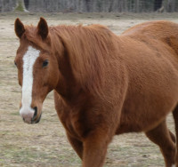 Two Quarter Horses for sale near Woodstock