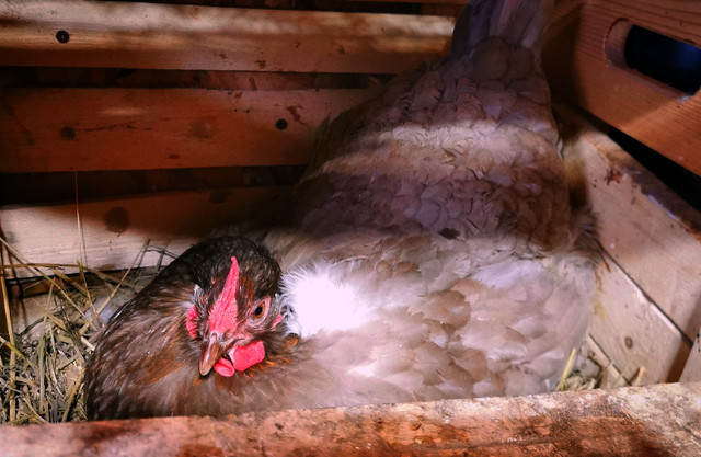 Oeufs Eggs fécondé à éclore haute qualité  dans Services pour animaux  à Laurentides - Image 2
