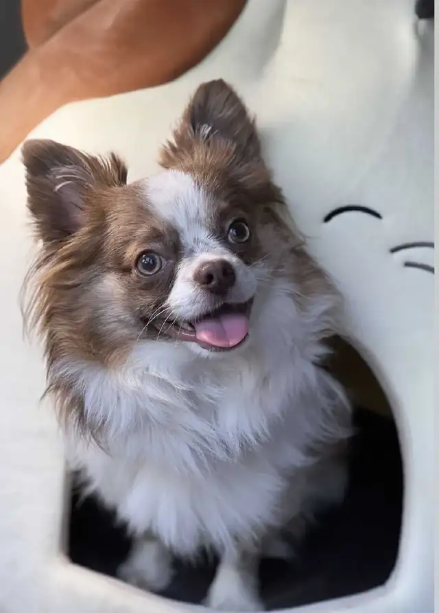 Lilac Long Haired Chihuahua Boy in Dogs & Puppies for Rehoming in Ottawa - Image 2