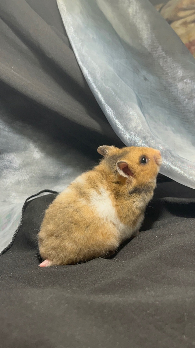 Beautiful hamsters - ethical hamstery WAITLIST OPEN in Small Animals for Rehoming in Delta/Surrey/Langley - Image 4