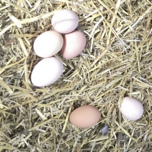 Gold Laced Wyandottes Hatching Eggs Livestock Kitchener / Waterloo