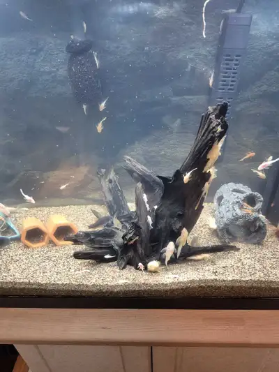 Blue eyed lemon pleco, View more