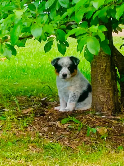 Chiot berger x bouvier australien, View more