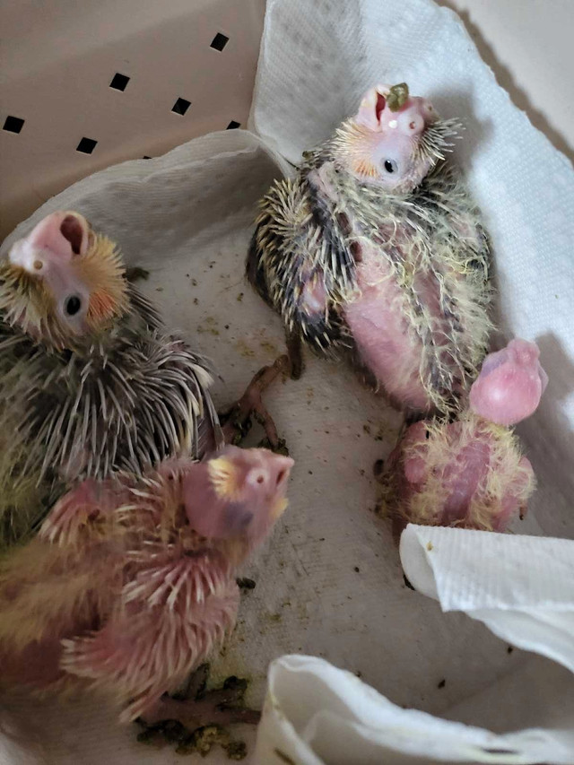 Baby cocktails for sale handfed. in Birds for Rehoming in Peterborough