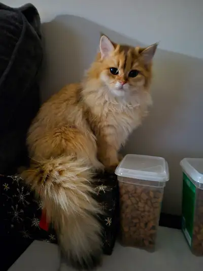 Golen shaded British longhair kitten, Male., View more