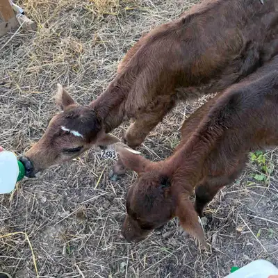 jersey / angus heifer and bull calf’s, View more