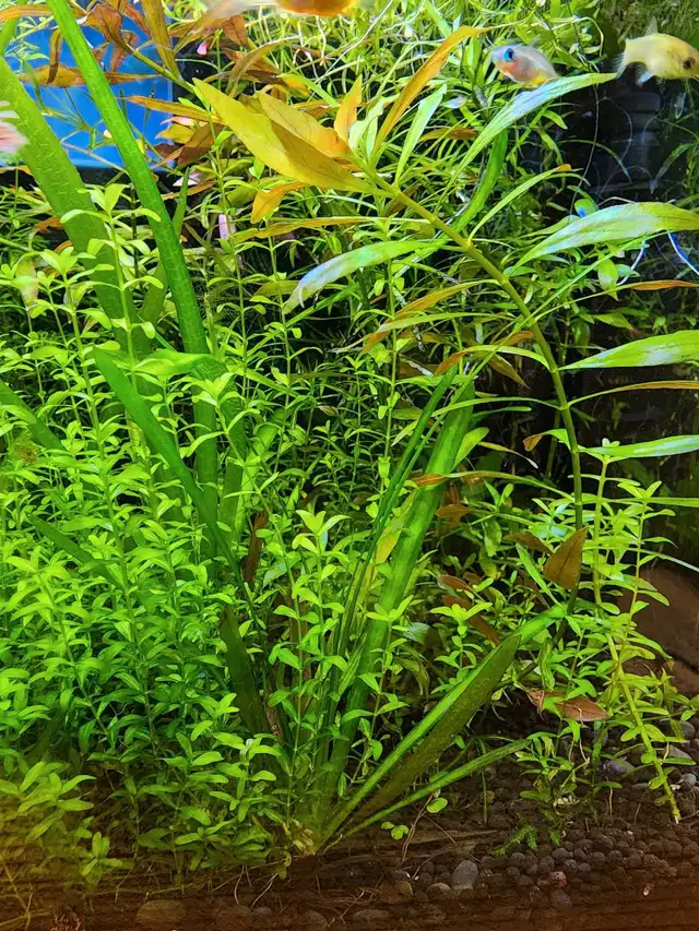 8 types fresh aquarium plant trimmings + 2 floating plan in Fish for Rehoming in Oakville / Halton Region - Image 3