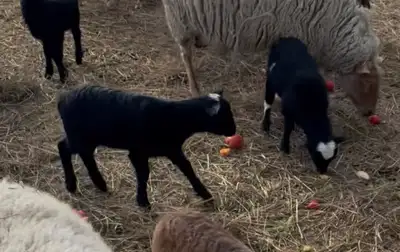Sheep Family Ewe with 2 Ewe Lambs , View more