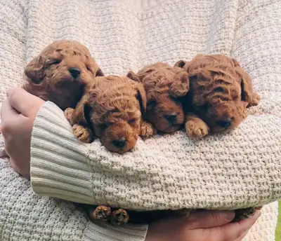 Adorable puppies looking for their furever homes, View more