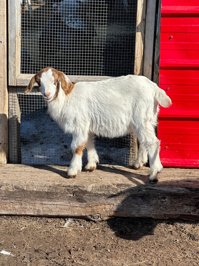 2 female Boer fainter goats  in Livestock in Saskatoon - Image 3