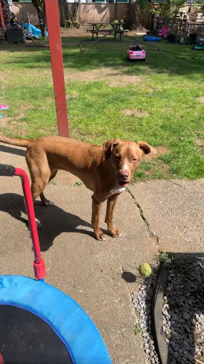 Rhodesian Ridgeback/ Pitbull mix, View more