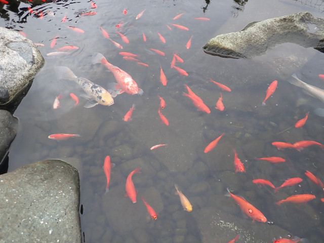 KOI FISH in Fish for Rehoming in Campbell River