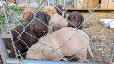 Chessie/lab cross!! ONLY 2 MALES LEFT!!, View more