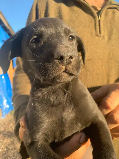 Boxer Labrador puppies, View more
