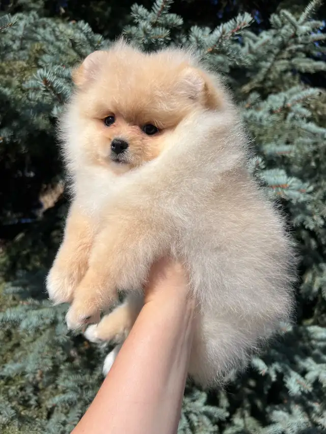 Adorable Cream Pomeranian Girl in Dogs & Puppies for Rehoming in Vernon - Image 3
