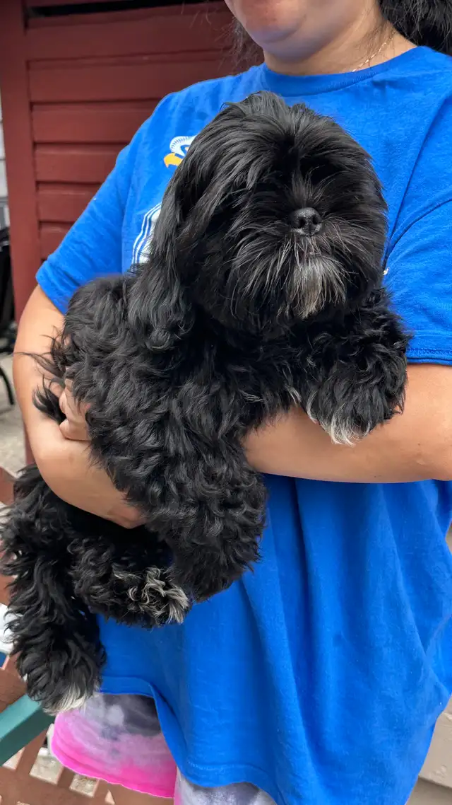 Shih tzu puppies 2 left in Dogs & Puppies for Rehoming in Vernon - Image 6