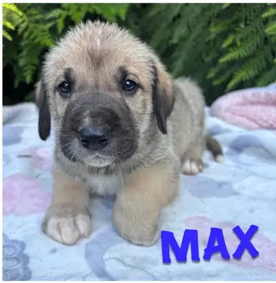 Dane/IWH cross puppies - taking deposits now, View more