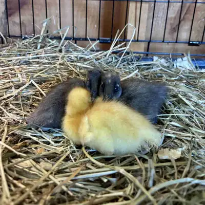 Call Ducklings, View more