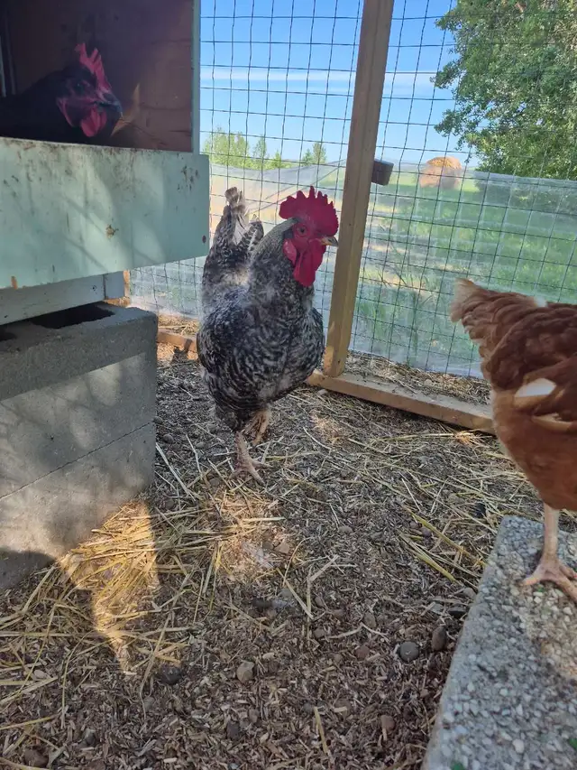 Barred Rock Rooster | Livestock | Red Deer | Free local classifieds ...