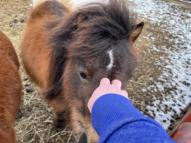 Mini Mare  in Horses & Ponies for Rehoming in Edmonton - Image 3
