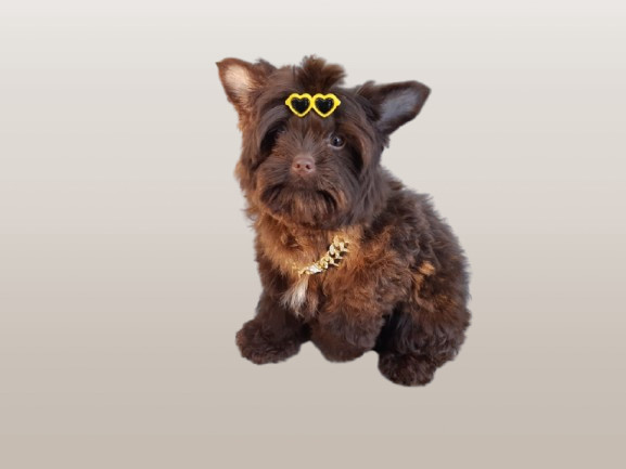 3/4 yorkshire baby FACE YORKSHIRE MORKIE  CHOCOlat SUBLIME dans Chiens et chiots à adopter  à Longueuil/Rive Sud - Image 3