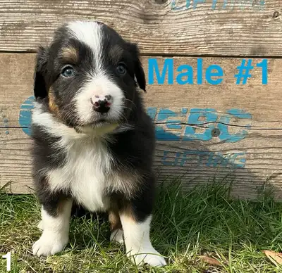 Australian Shepherd Puppies for sale, View more