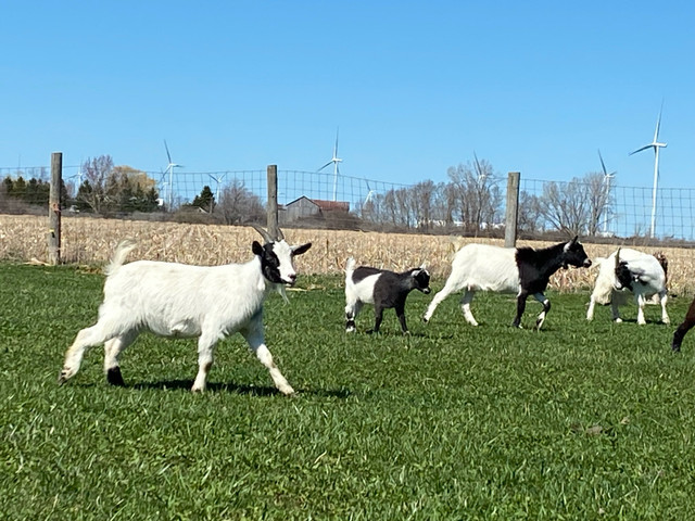 Pygmygoat herd  in Livestock in Grand Bend