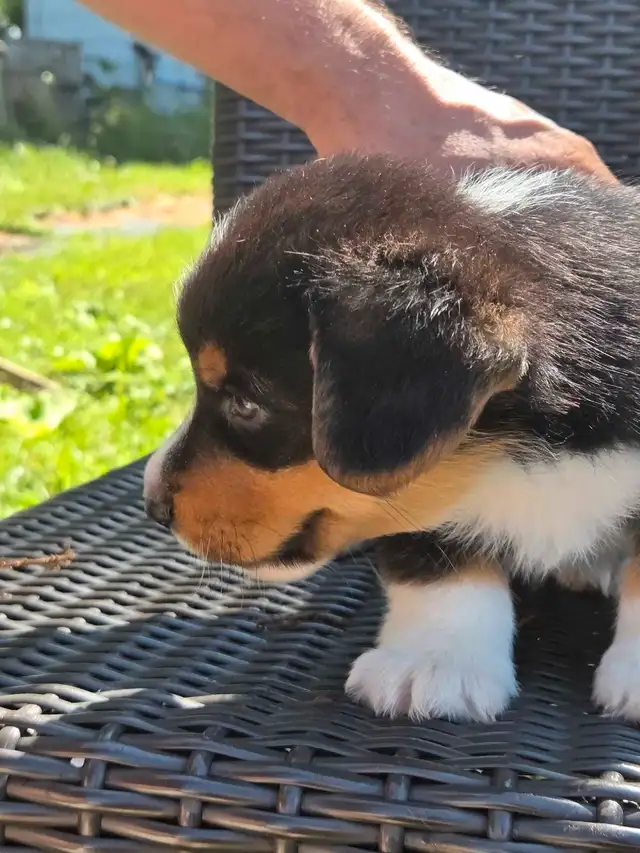 Chiots Corgi Pembrooke Welsh in Dogs & Puppies for Rehoming in Longueuil / South Shore - Image 6