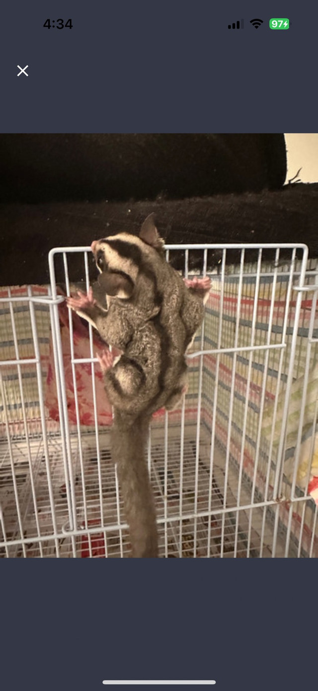 sugar glider  in Small Animals for Rehoming in Calgary - Image 2