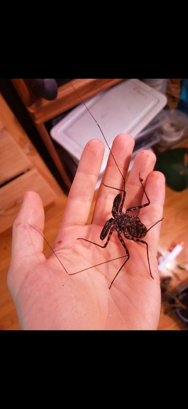 Tailess whip scorpion (Damon diadema) in Small Animals for Rehoming in Edmonton