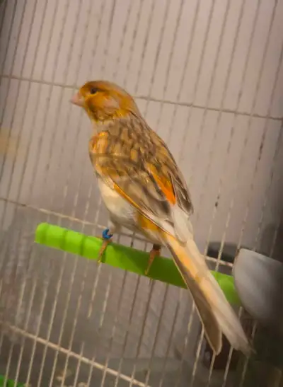 I'm offering a male canary with stunning tricolor plumage. This handsome bird boasts a unique combin...