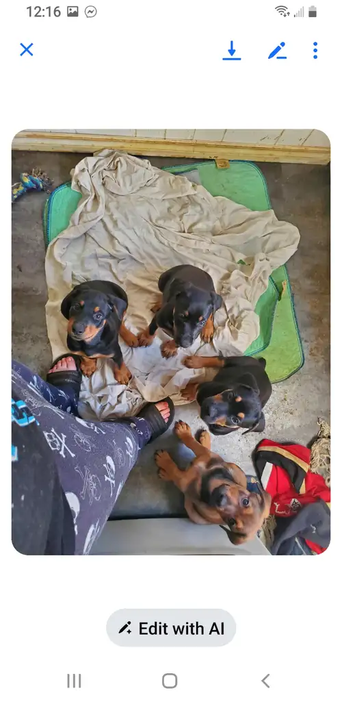 We have 2 females and 1 male available to go, located 1 hour north of sudbury. Tails docked, natural...