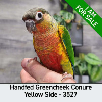 Handfed Baby Green-cheeked Conures