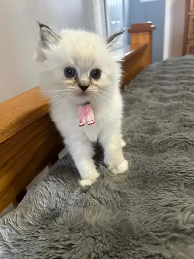 Gorgeous purebred ragdoll kittens, View more