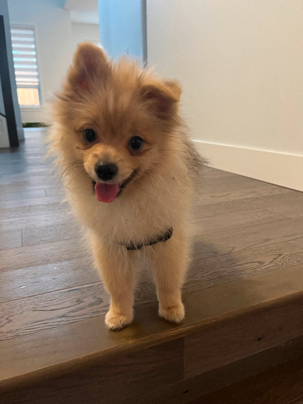 Pomeranian puppies in Dogs & Puppies for Rehoming in Delta/Surrey/Langley - Image 2