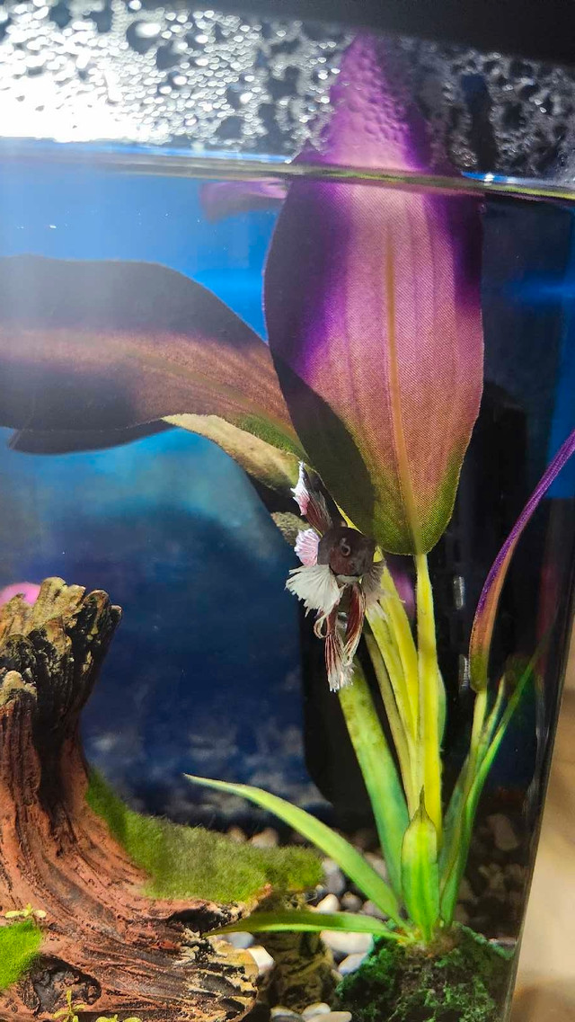 2.5 Gallon Betta Fish Tank in Fish for Rehoming in Calgary - Image 2