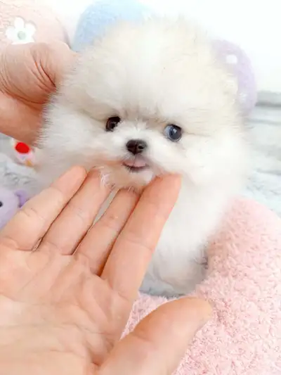 Tiny teacup pomeranians, View more