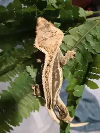 Female pinstripe crested geckos(proven)