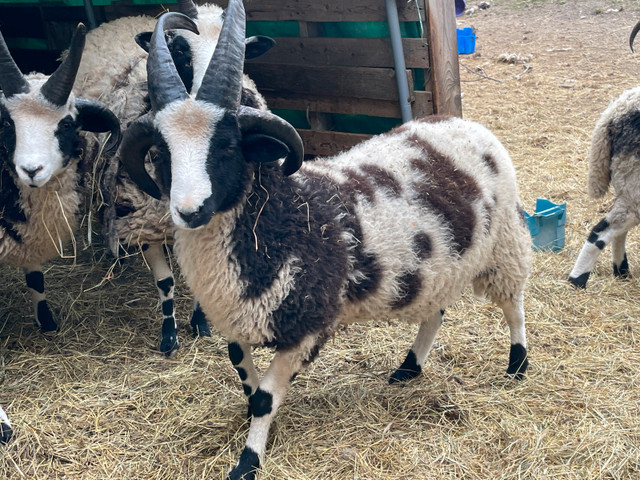 Jacob Sheep/Ram in Livestock in London - Image 3