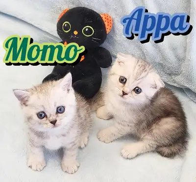 Scottish Fold/ Straight Shorthair looking for new home!, View more