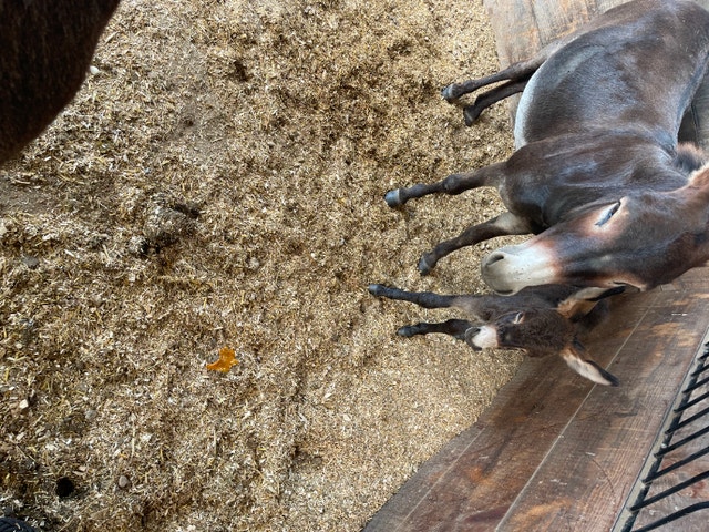 Free Rent Room Rentals & Roommates London Kijiji