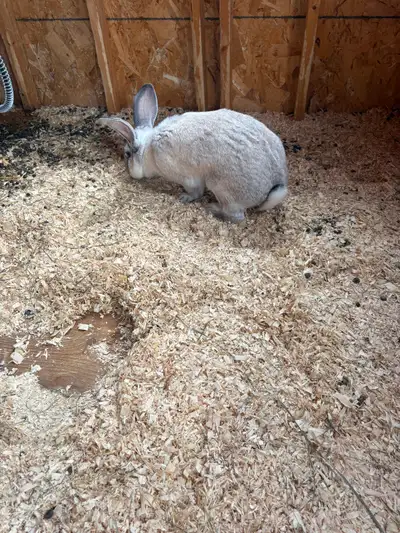 1 year old continental buck for sale, View more