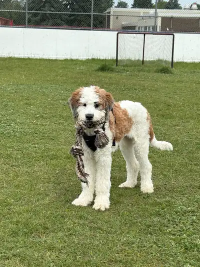 rehome dog , View more
