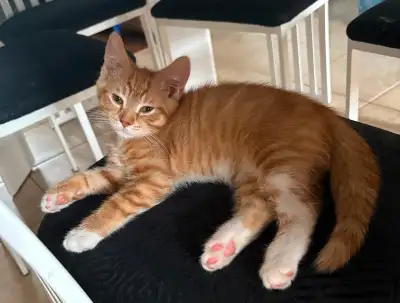 Petit chaton roux très doux et gentil Il est prêt à partir Il est habitué de vivre avec un chien