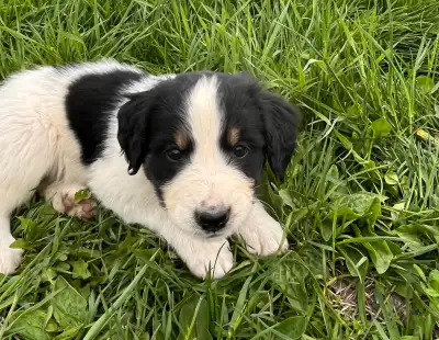 4 beautiful Bernese, Pyrenees, doodle crosses. Willing to meet in Kamloops!These puppies will be wel...