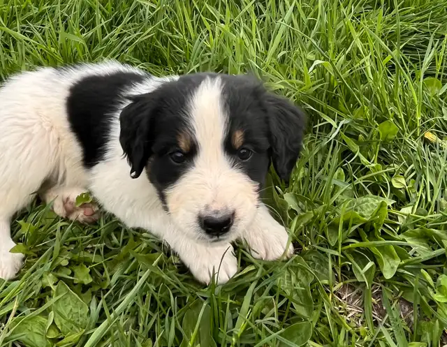 Bernedoodles in Dogs & Puppies for Rehoming in Prince George - Image 2
