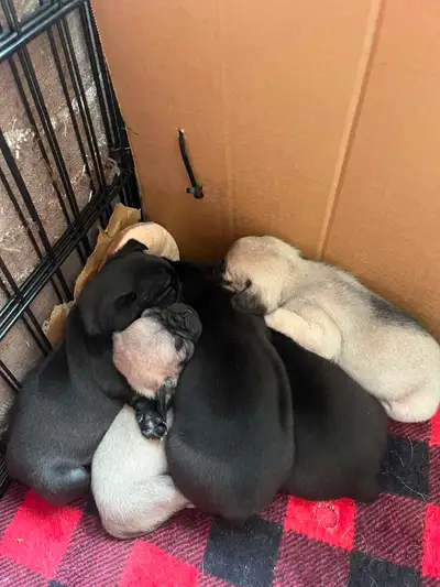 Carlin/pugs , View more